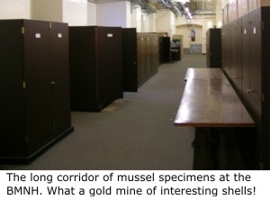 The long corridor of mussel specimens at the BMNH.