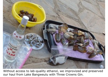Without access to lab-quality ethanol, we improvized and preserved our haul from Lake Bangweulu with Three Crowns Gin.