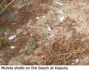 Mutela shells on the beach at Kaputa.