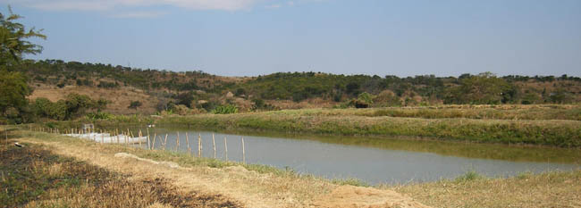 Fisheries fish pond #1 near Chilanga.