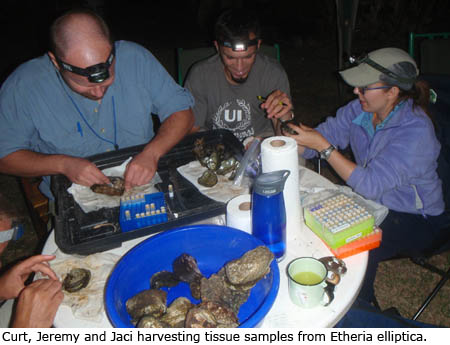 Curt Elderkin, Jeremy Tiemann and Jaclyn Kahn harvesting tissue samples from Etheria elliptica.