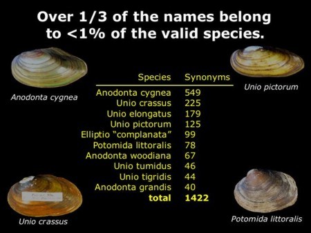 sliding illustrating the extent to which certain widespread freshwater mussel species have been over-named.