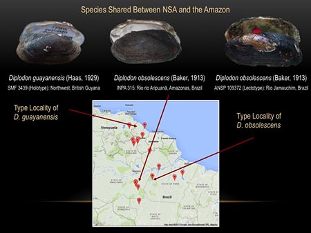 This slide shows the type localities of some Diplodon from northern South America.