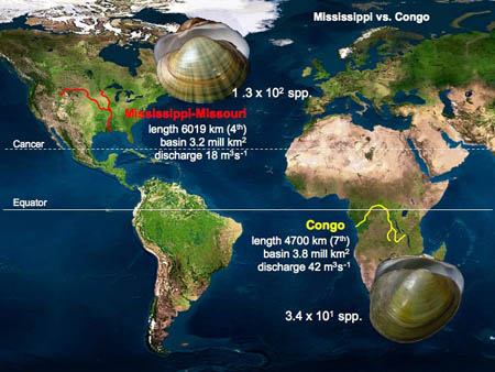 This slide compares aspects of the geography, hydrology and malacology of the Mississippi and Congo basins.