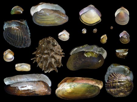 Families of freshwater and brackish bivalves.