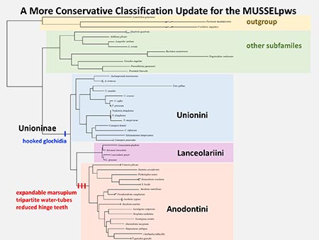 A more conservative classification update for the MUSSELpws