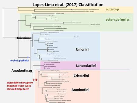 Lopes-Lima et al. (2017) classification