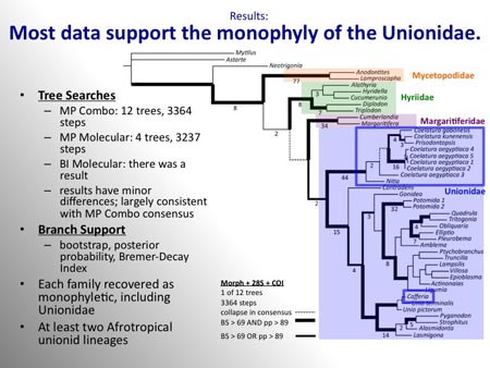 The slide depicts some of the phylogenetic results. All three analyses (MP Molecular + Morphology, MP Molecular and BI Molecular) supported a monophyletic Unionidae with the African lineages as the basal branch. However, support was weak.