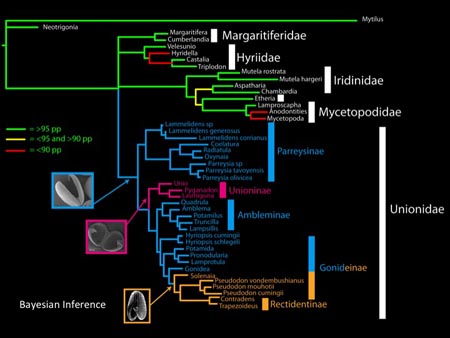 This slide shows the phylogenetic distributions of the various glochidium morphologies in the Unionidae.