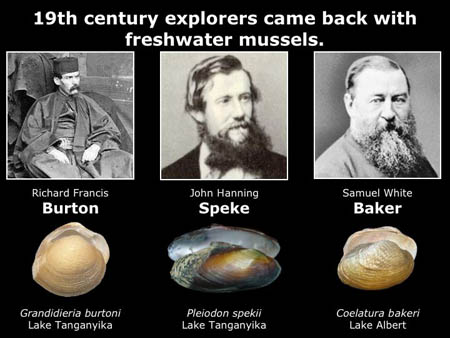 This slide shows just three of the freshwater mussels named for famous explorers of Africa.