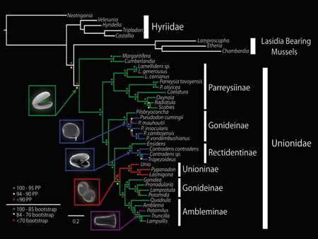 This slide depicts the polyphyly of asymmetrical glochidia on a well-supported molecular phylogeny of the Unionidae.