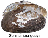 Germainaia geayi