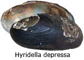 Hyridella depressa