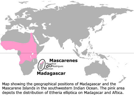Map showing the geographical positions of Madagascar and the Mascarene Islands in the southwestern Indian Ocean. The pink area depicts the distribution of Etheria elliptica on Madagascar and Africa.