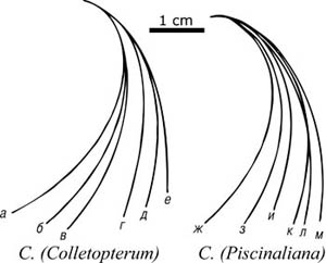 redrawn from Bogatov et al.'s (2005) revision of Russian Colletopterum spp.