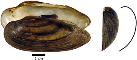 Unio pictorum and its frontal shell contour, as drawn from a digital photograph.