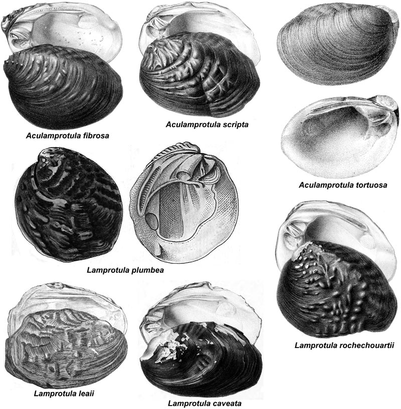 Lamprotula Images